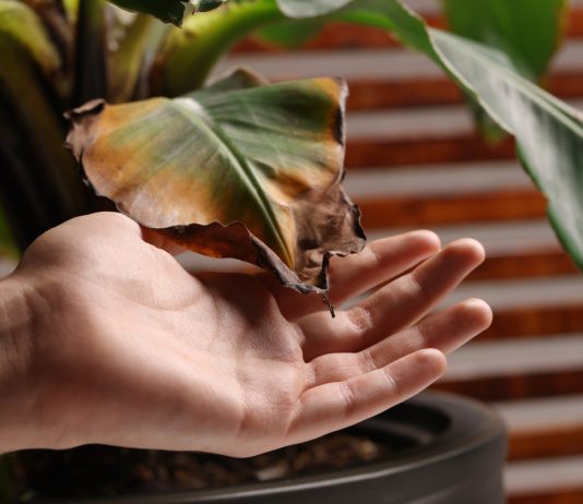 Чтобы все были здоровы: 11 частых заболеваний комнатных растений