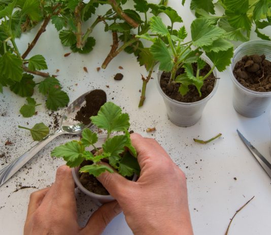 Цветник будущего: запасаем черенки пеларгонии для весенних посадок