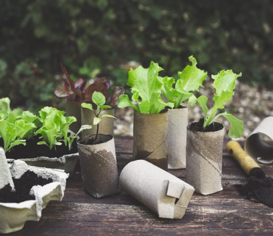 Где пригодится втулка от туалетной бумаги — 9 способов для сада и огорода - Своими руками Где может пригодиться втулка от туалетной бумаги — 9 способов для сада и огорода