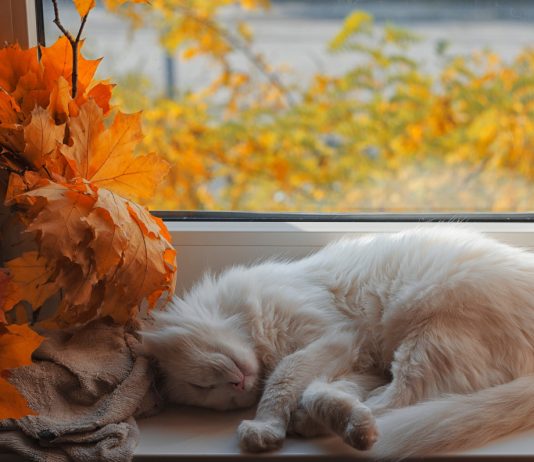 Хозяевам на заметку: что нужно знать о домашних животных осенью