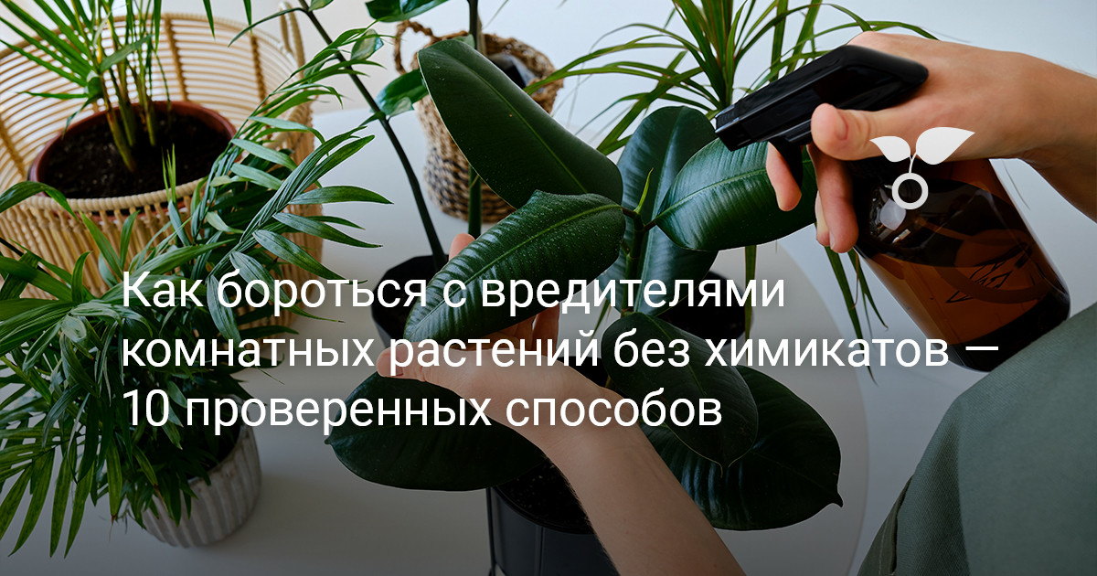 Как бороться с вредителями комнатных растений без химикатов — 10 проверенных способов — Ботаничка