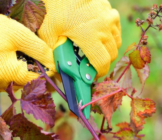 Как правильно ухаживать за ежевикой осенью: все об обрезке и укрытии на зиму