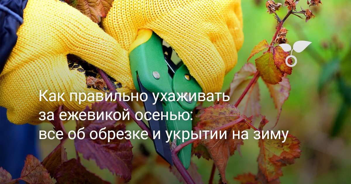 Как правильно ухаживать за ежевикой осенью: все об обрезке и укрытии на зиму — Ботаничка