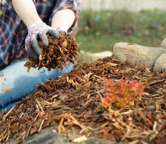 Мульчирование осенью обязательно? Да, но есть нюанс!