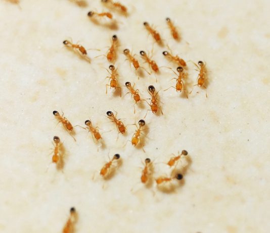 Нашествие рыжих муравьев: как справиться с домашними вредителями