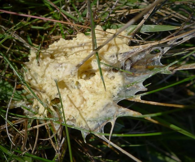 У миксомицета муцилаго корковый (Mucilago crustacea) есть английское название «Dog sick fungus» (рвота больной собаки) - примерно так он и выглядит. У миксомицета муцилаго корковый (Mucilago crustacea) есть английское название «Dog sick fungus» (рвота больной собаки) - примерно так он и выглядит.