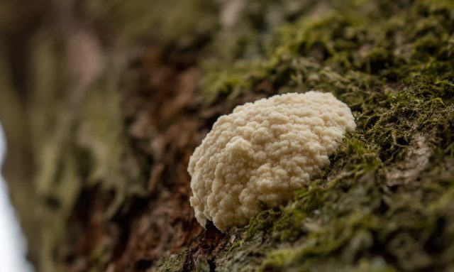 Слизевик ретикулярия дождевик (Reticularia lycoperdon) Слизевик ретикулярия дождевик (Reticularia lycoperdon)