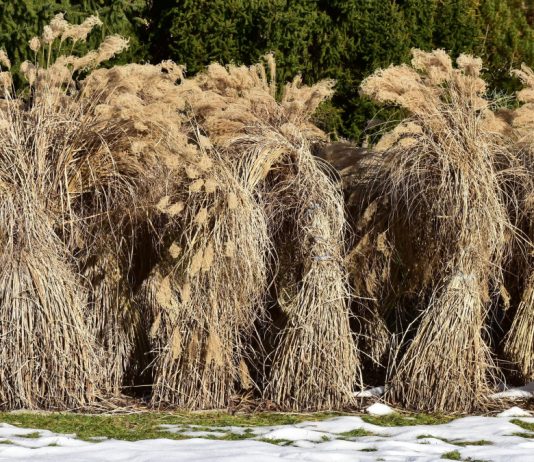 Нужно ли обрезать и укрывать злаки — разбираемся в особенностях зимовки декоративных трав