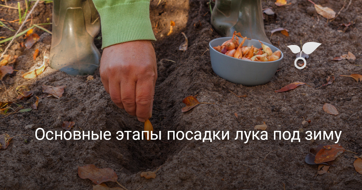 Основные этапы посадки лука под зиму — Ботаничка