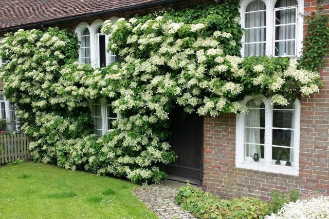 Обычно вьющуюся гортензию черешковую (Hydrangea petiolaris) обрезать не требуется