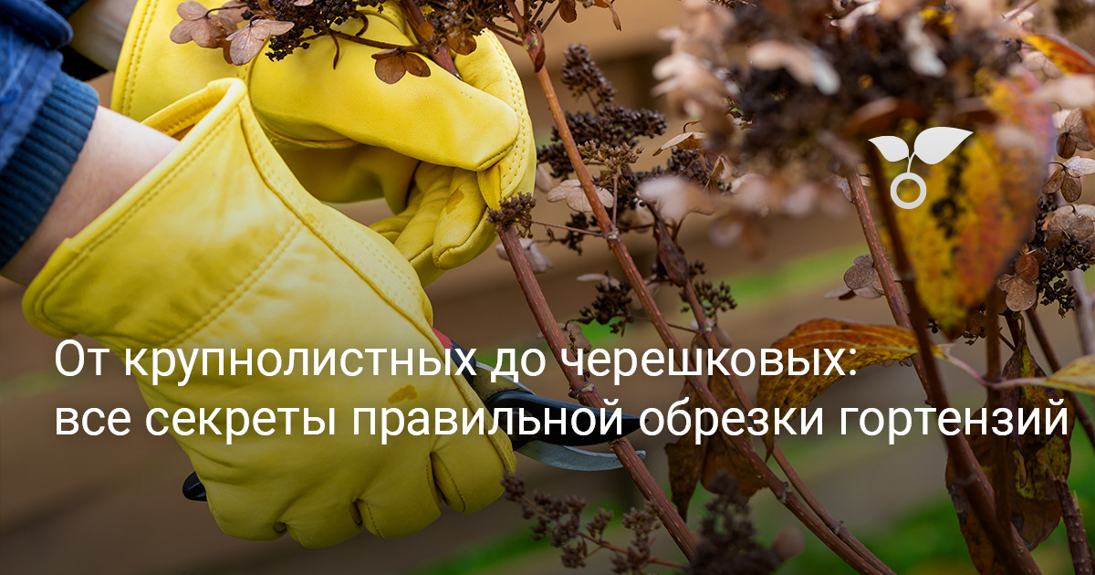 Все секреты правильной обрезки гортензий — от крупнолистных до черешковых — Ботаничка