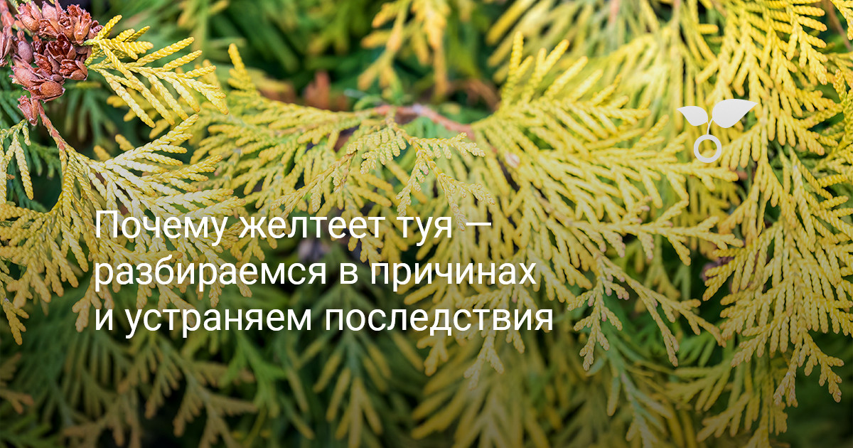 Почему желтеет туя — разбираемся в причинах и устраняем последствия — Ботаничка