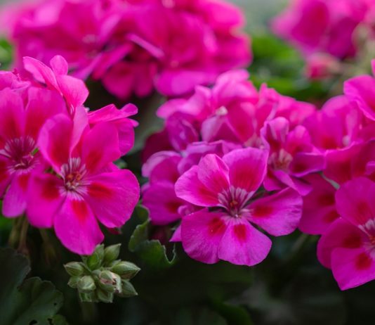 Простые правила ухода за любимой геранью