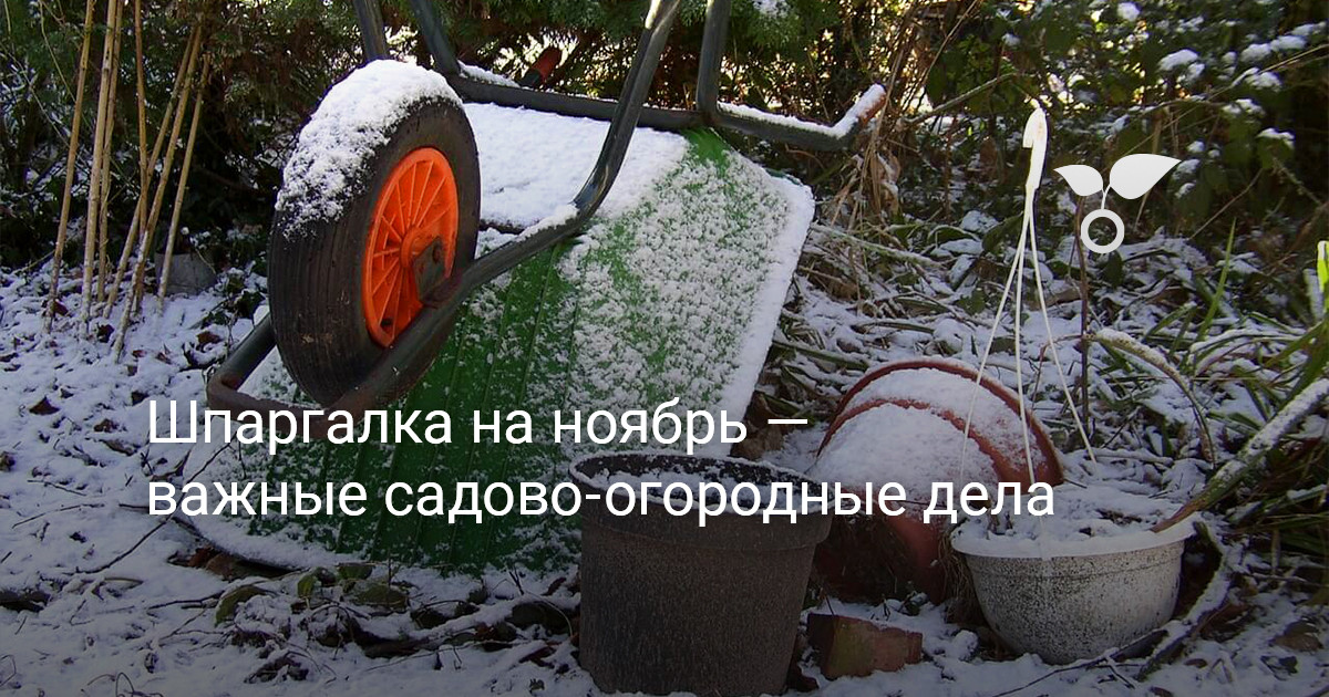 Шпаргалка на ноябрь — важные садово-огородные дела — Ботаничка