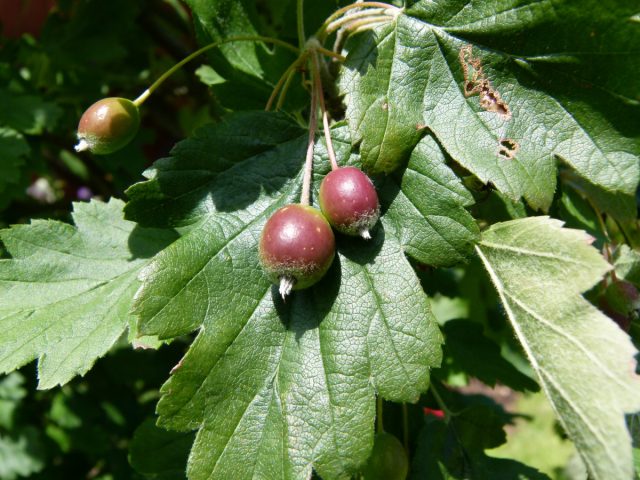 Естественный симпатичный гибрид Malosorbus florentina образовался и растёт в Греции и на Балканах Естественный симпатичный гибрид Malosorbus florentina образовался и растёт в Греции и на Балканах