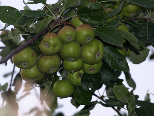 Гибрид груши лесной и рябины круглолистной (×Sorbopyrus auricularis), образовался во Франции. Имеет другие названия: полверия, сорбопирус ушковый Гибрид груши лесной и рябины круглолистной (×Sorbopyrus auricularis), образовался во Франции. Имеет другие названия: полверия, сорбопирус ушковый
