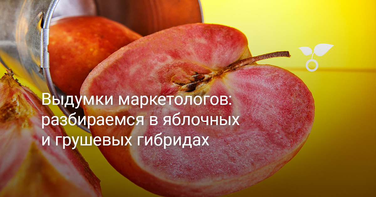 Выдумки маркетологов: разбираемся в яблочных и грушевых гибридах — Ботаничка