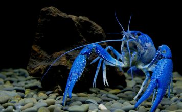 Выгодный бизнес на разведении раков — создаем собственную акваферму дома