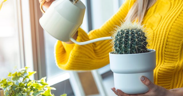 Кактусы действительно отлично переносят длительную почвенную засуху, да и очень сухой воздух большинства квартир Кактусы действительно отлично переносят длительную почвенную засуху, да и очень сухой воздух большинства квартир