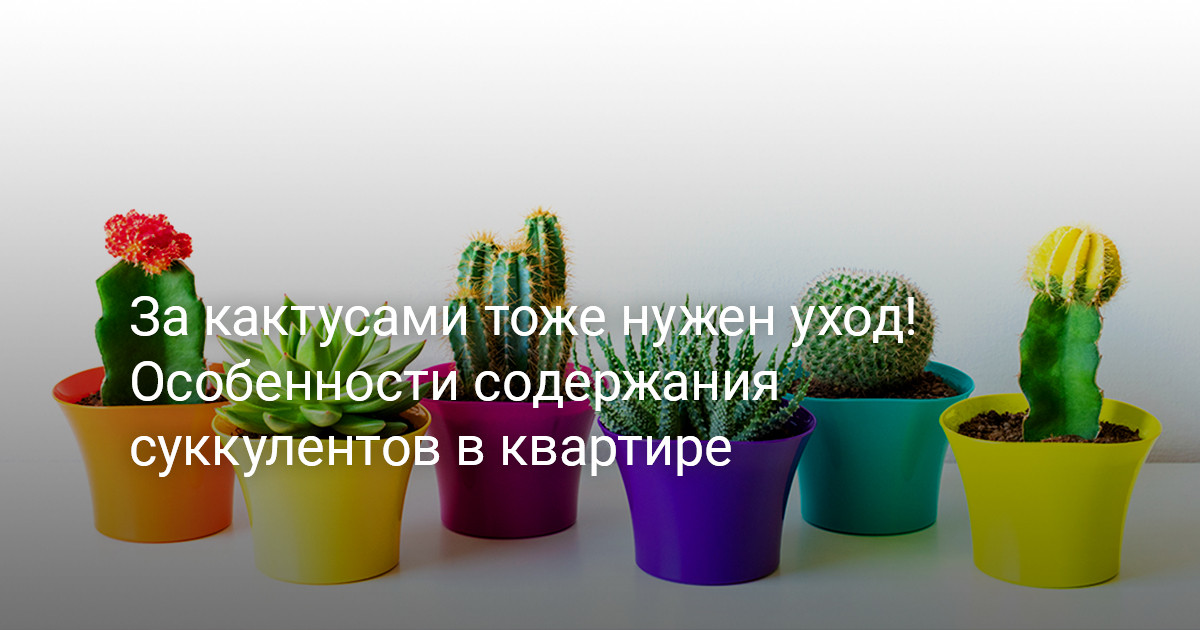 За кактусами тоже нужен уход! Особенности содержания суккулентов в квартире — Ботаничка