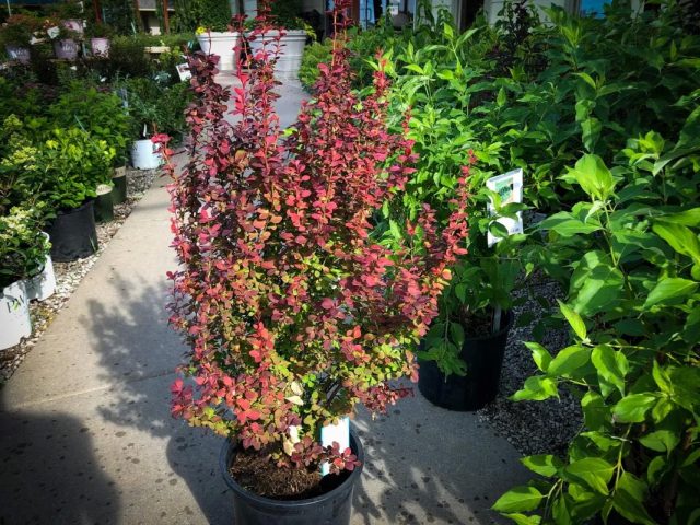 Барбарис Тунберга «Оранж Рокет» (Berberis thunbergii 'Orange Rocket')
