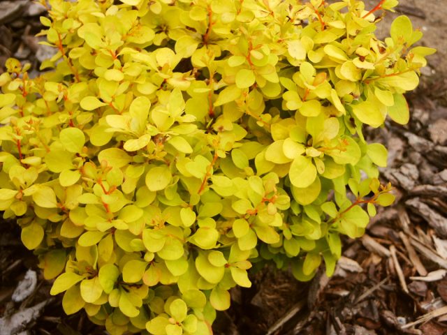 Барбарис Тунберга «Голдалита» (Berberis thunbergii 'Goldalita')