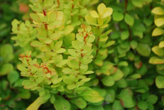 Барбарис Тунберга «Голден Торч» (Berberis thunbergii 'Golden Torch')