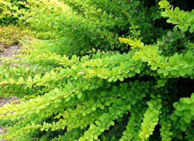 Барбарис Тунберга «Грин Карпет» (Berberis thunbergii 'Green Carpet')
