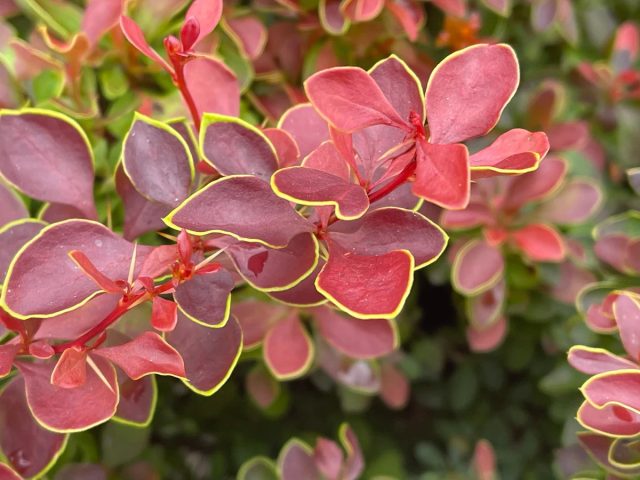Барбарис Тунберга «Адмирейшн» (Berberis thunbergii 'Admiration')