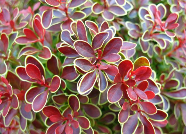 Барбарис Тунберга «Голден Ринг» (Berberis thunbergii 'Golden Ring')