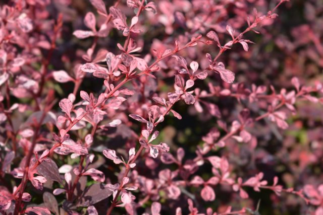 Барбарис Тунберга «Харликвин» (Berberis thunbergii 'Harlequin')