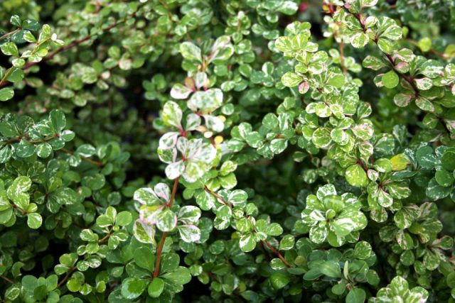 Барбарис Тунберга «Келлерис» (Berberis thunbergii 'Kelleriis')