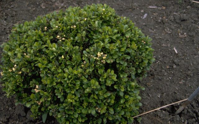 Барбарис Тунберга «Кобольд» (Berberis thunbergii 'Kobold')