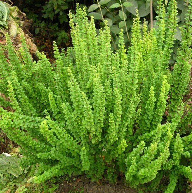 Барбарис Тунберга «Смарагд» (Berberis thunbergii 'Smaragd')