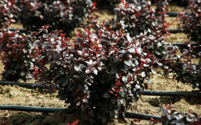 Барбарис Тунберга «Дарт'с Ред Леди» (Berberis thunbergii 'Dart’s Red Lady')