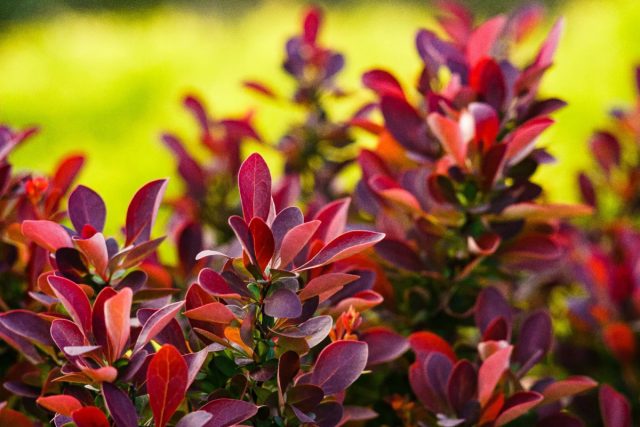 Барбарис Тунберга «Фаерболл» (Berberis thunbergii 'Fireball')