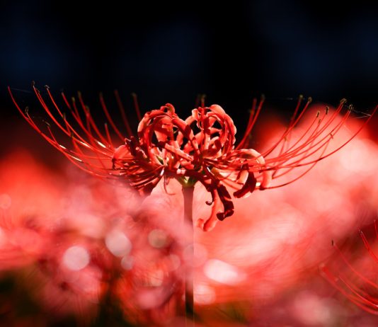 Жуткие цветы в вашем саду: легенды и поверья о знакомых, и не очень, растениях - Цветы многолетние Жуткие цветы в вашем саду: легенды и поверья о знакомых, и не очень, растениях