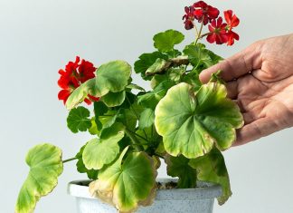 Почему листья герани желтеют и сохнут?