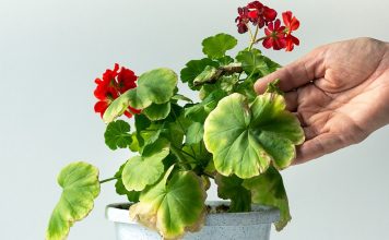 Почему листья герани желтеют и сохнут?