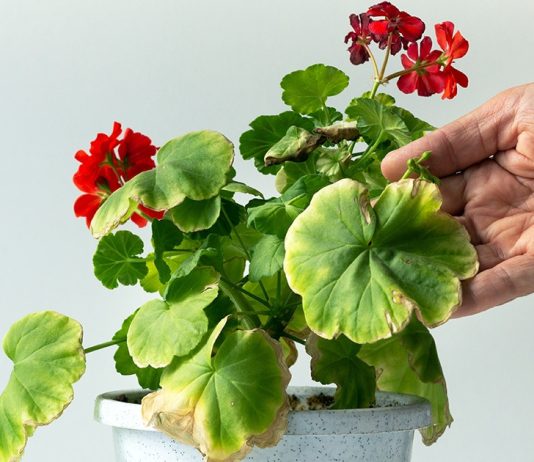 Почему листья герани желтеют и сохнут?