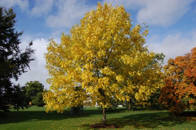 Ясень пушистый, или пенсильванский (Fraxinus pennsylvanica) Ясень пушистый, или пенсильванский (Fraxinus pennsylvanica)