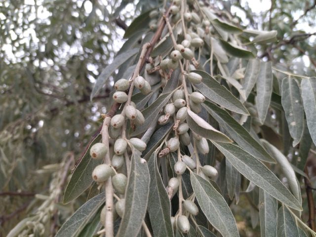 Лох серебристый (Elaeagnus argentea) Лох серебристый (Elaeagnus argentea)