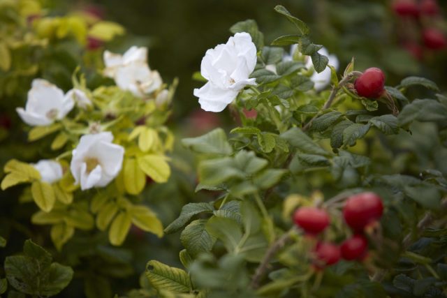 Роза морщинистая (Rosa rugosa) Роза морщинистая (Rosa rugosa)