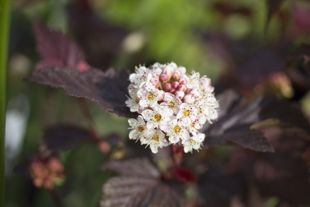 Пузыреплодник калинолистный (Physocarpus opulifolius) Пузыреплодник калинолистный (Physocarpus opulifolius)