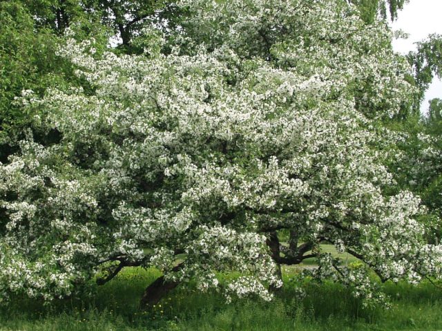 Сибирская ягодная яблоня (Malus baccata) Сибирская ягодная яблоня (Malus baccata)