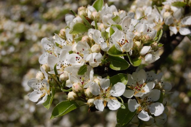 Груша уссурийская (Pyrus ussuriensis) Груша уссурийская (Pyrus ussuriensis)