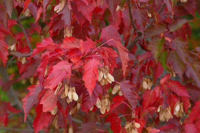 Клён Гиннала, или клён приречный (Acer tataricum subsp. Ginnala) Клён Гиннала, или клён приречный (Acer tataricum subsp. Ginnala)