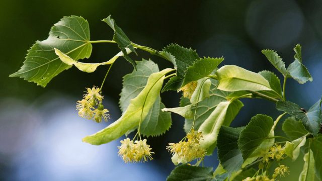 Липа мелколистная, или сердцевидная (Tilia cordata) Липа мелколистная, или сердцевидная (Tilia cordata)