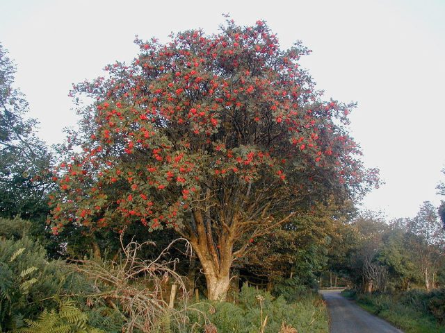 Рябина обыкновенная (Sorbus aucuparia) Рябина обыкновенная (Sorbus aucuparia)