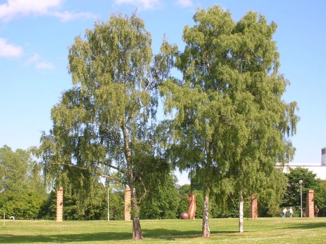 Берёза повислая (Betula pendula) Берёза повислая (Betula pendula)